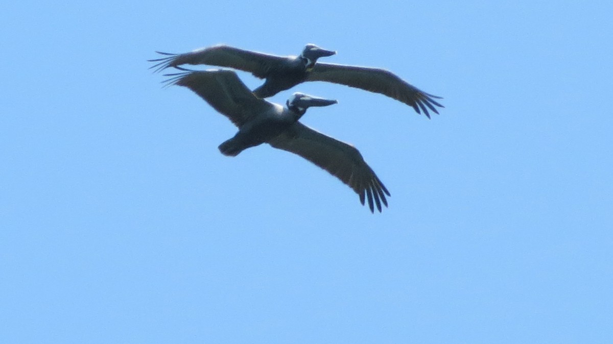 Brown Pelican - ML619181485