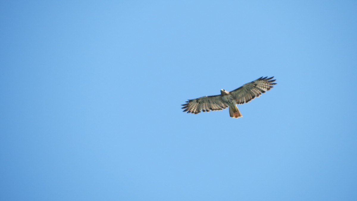 Red-tailed Hawk - Delvis Toledo