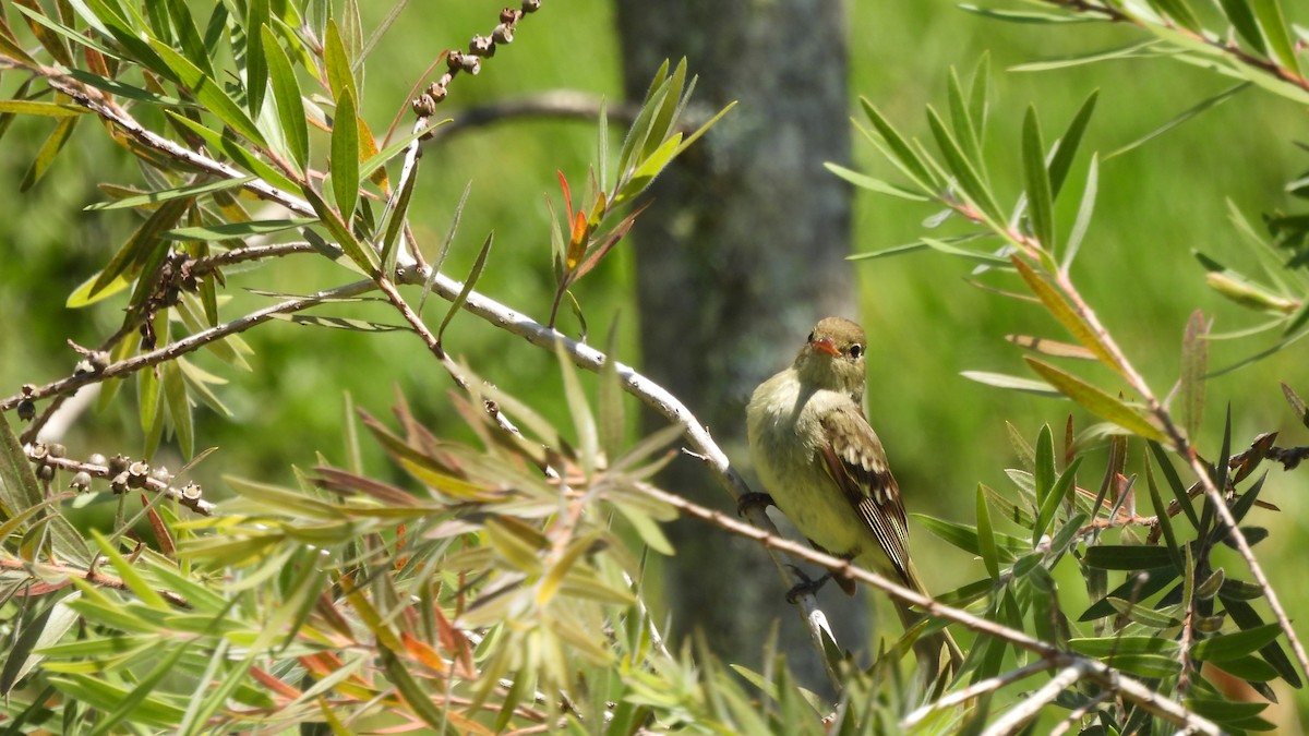 Mountain Elaenia - ML619181498