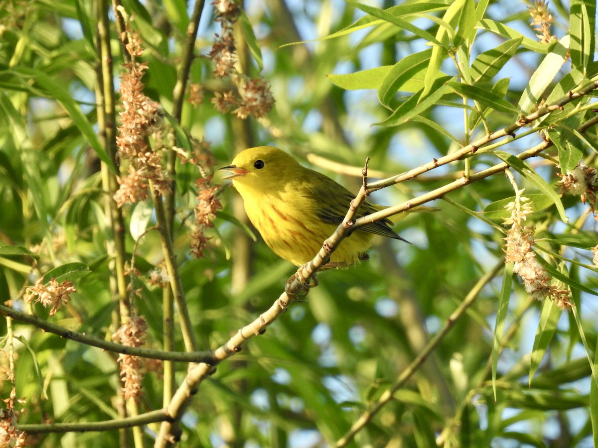 Yellow Warbler - Seema Sheth