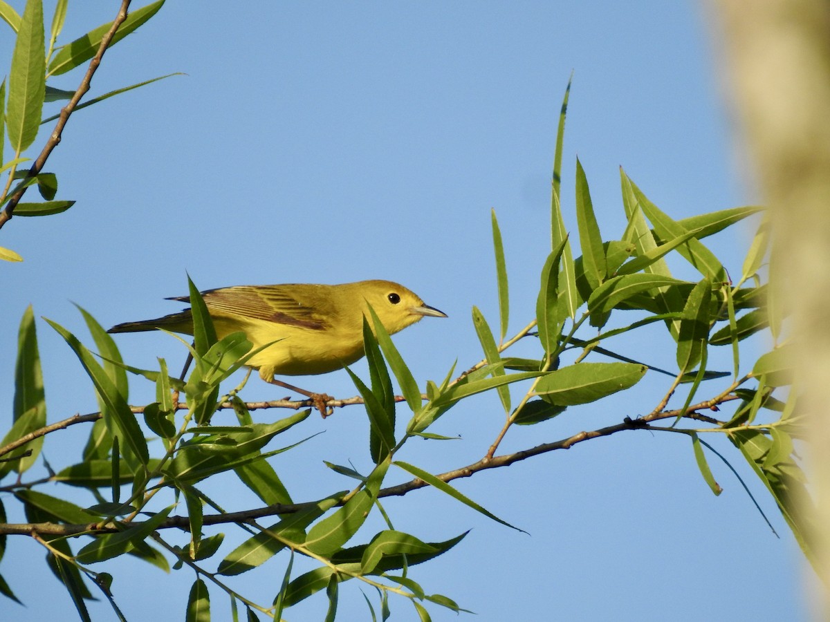 Yellow Warbler - Seema Sheth