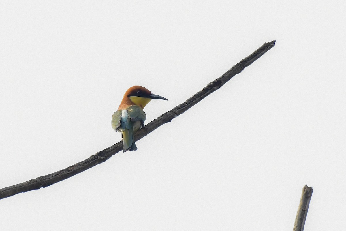 Chestnut-headed Bee-eater - Sathish Ramamoorthy