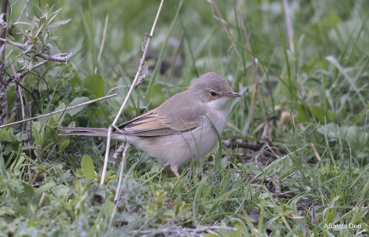 Greater Whitethroat - Fanis Theofanopoulos (ASalafa Deri)