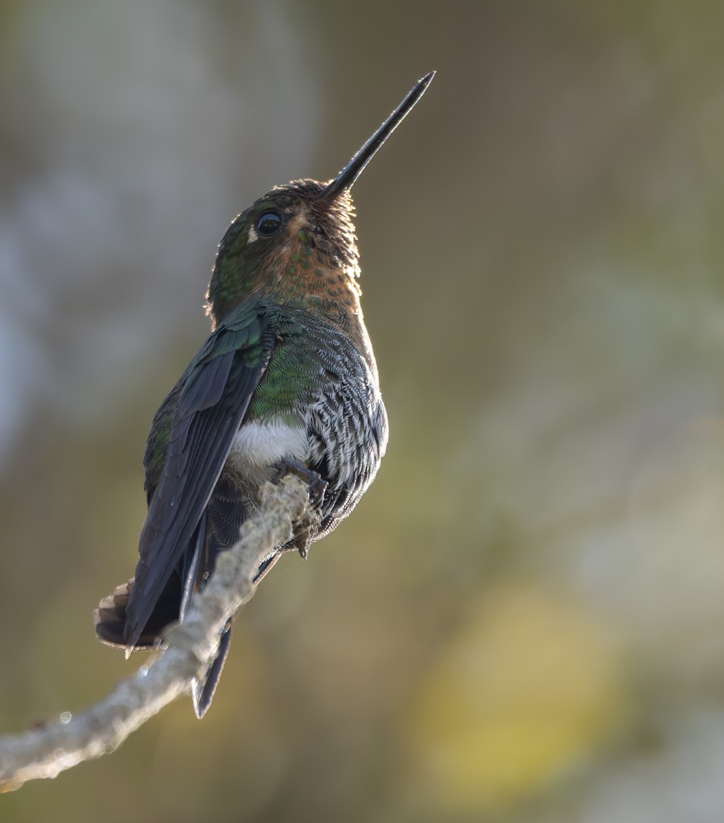 Glowing Puffleg - Lars Petersson | My World of Bird Photography