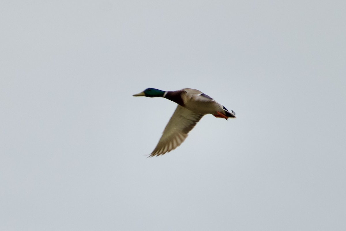 Canard colvert - ML619181519