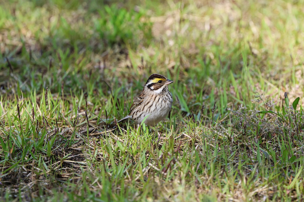 Yellow-browed Bunting - ML619181520