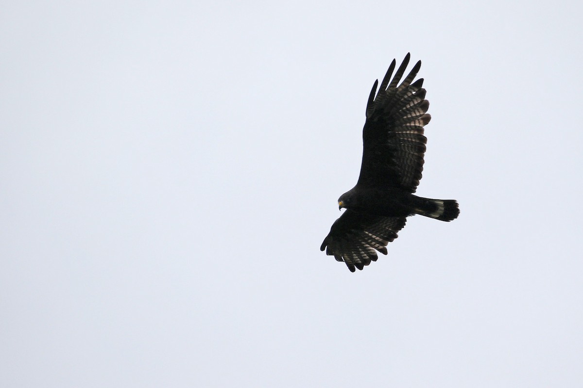 Zone-tailed Hawk - Stu Elsom