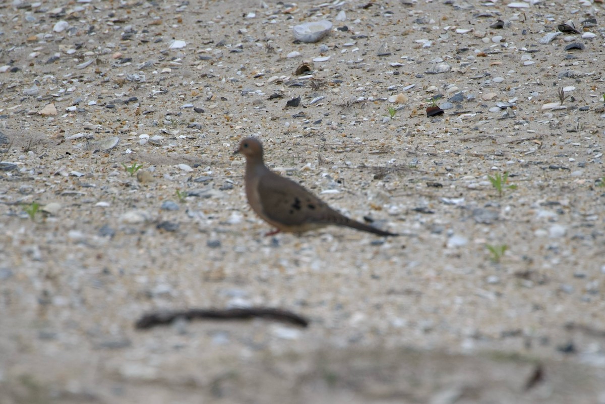 Mourning Dove - Joel Lowden