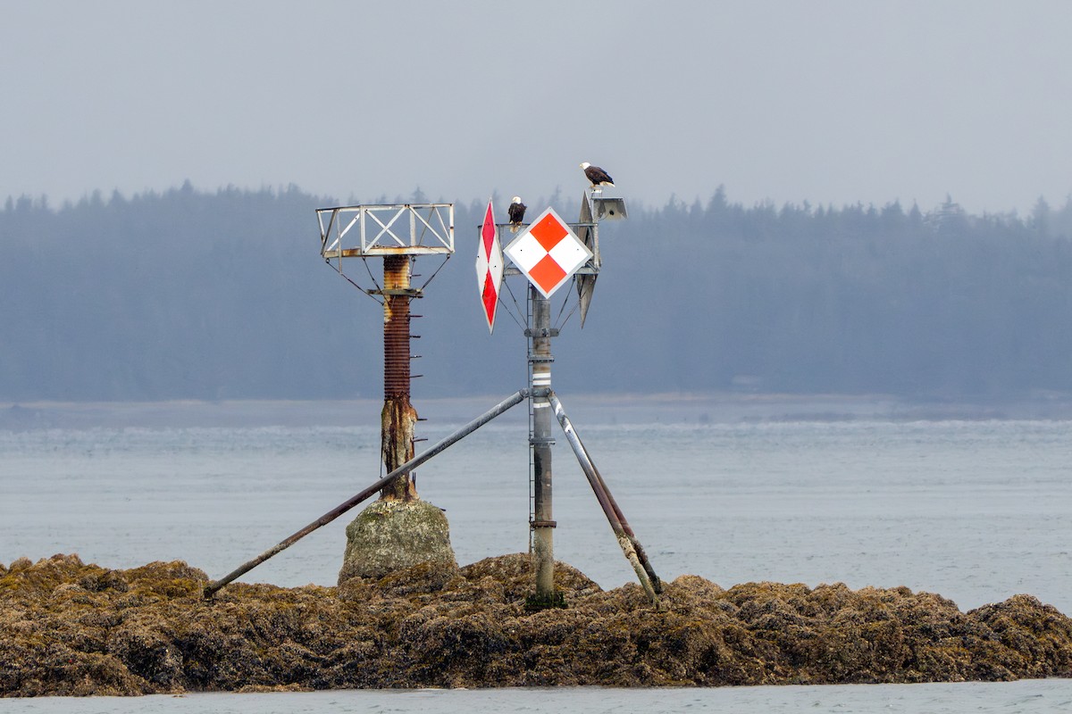 Bald Eagle - Lisa Hansen