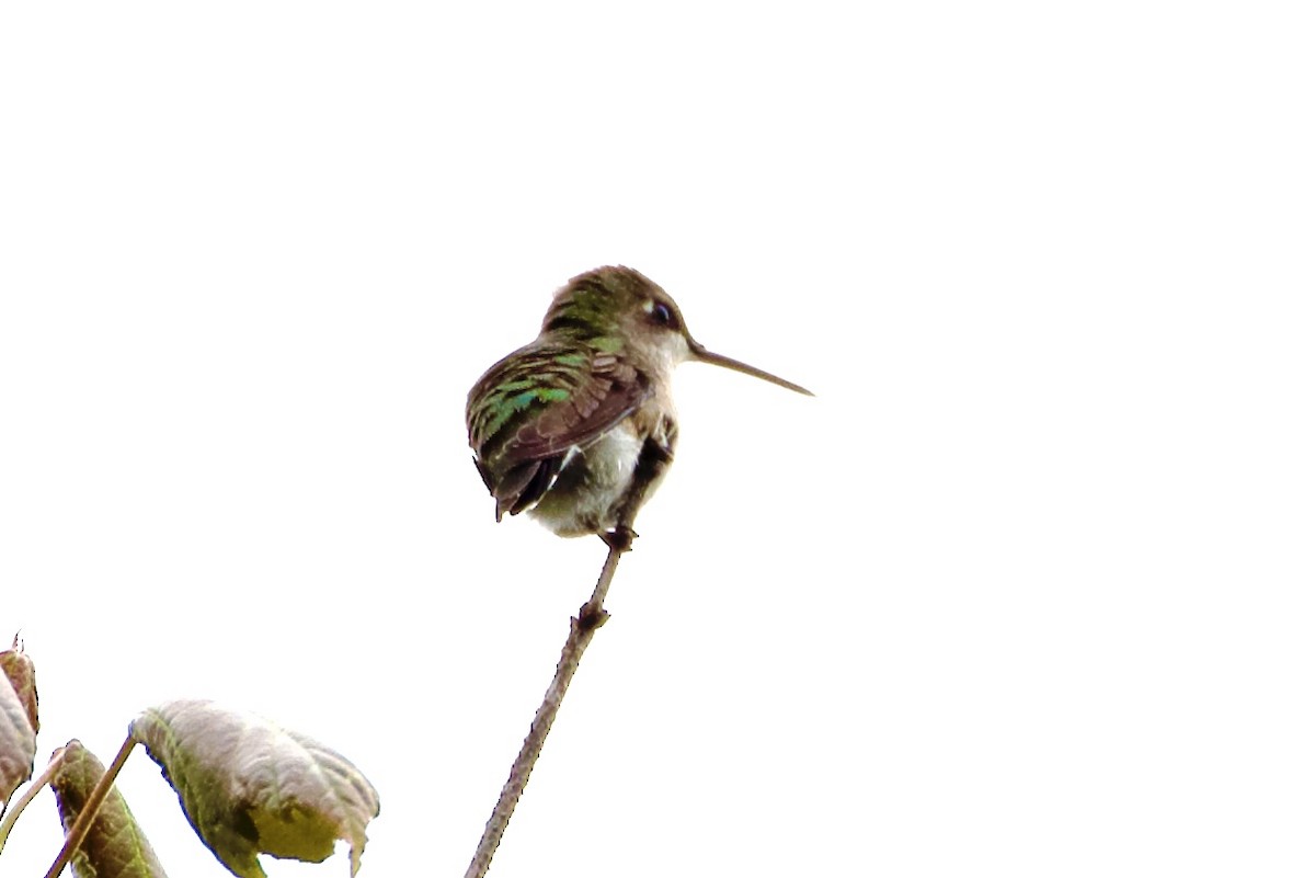 Ruby-throated Hummingbird - ML619181534
