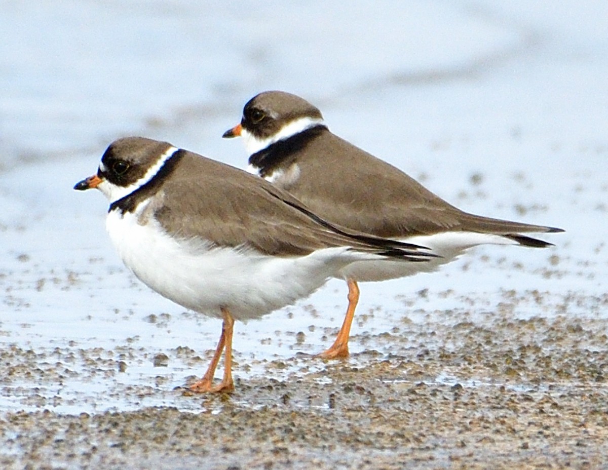 Semipalmated Plover - Christine Hough