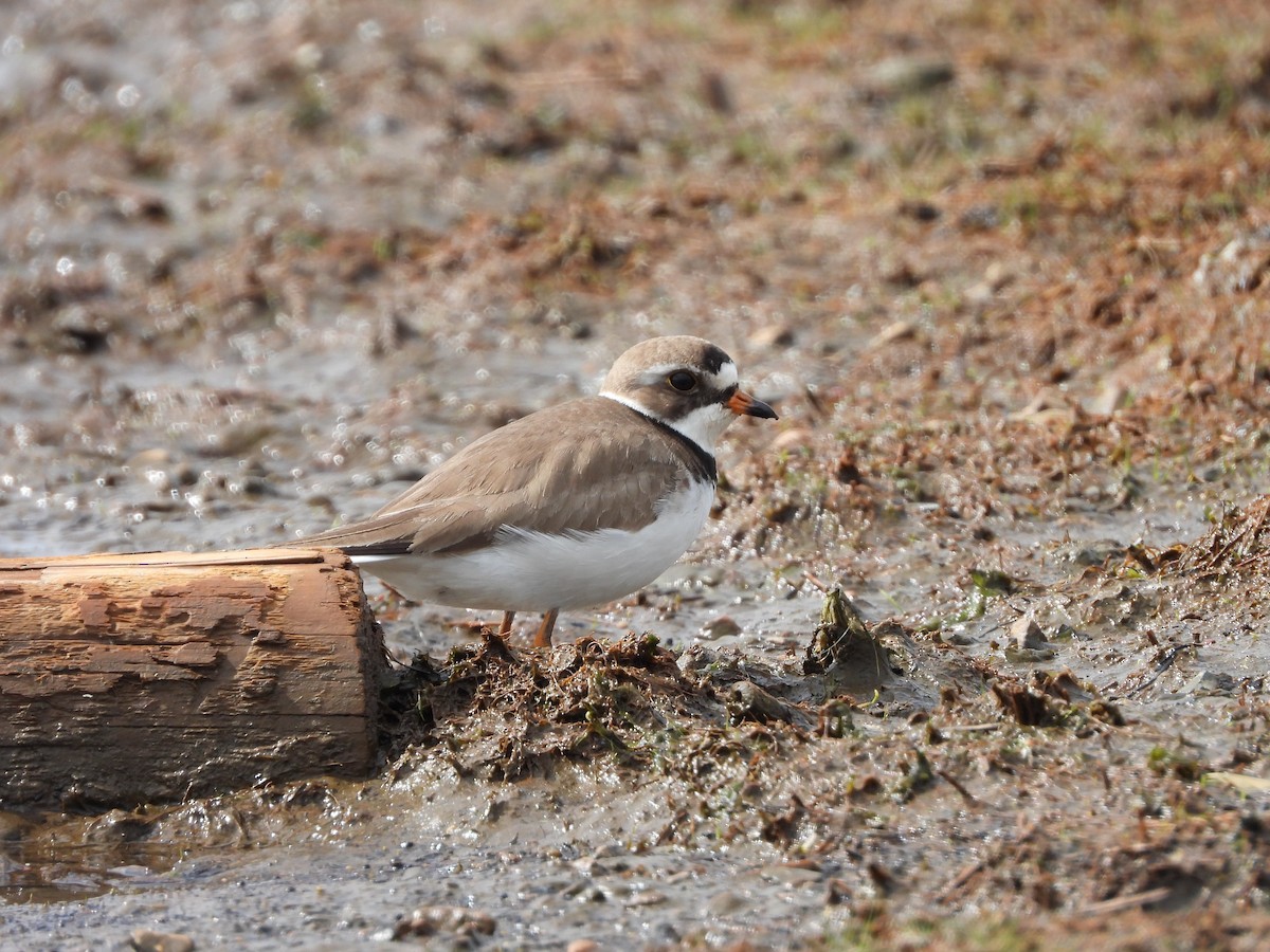 Semipalmated Plover - Lindy Wagenaar