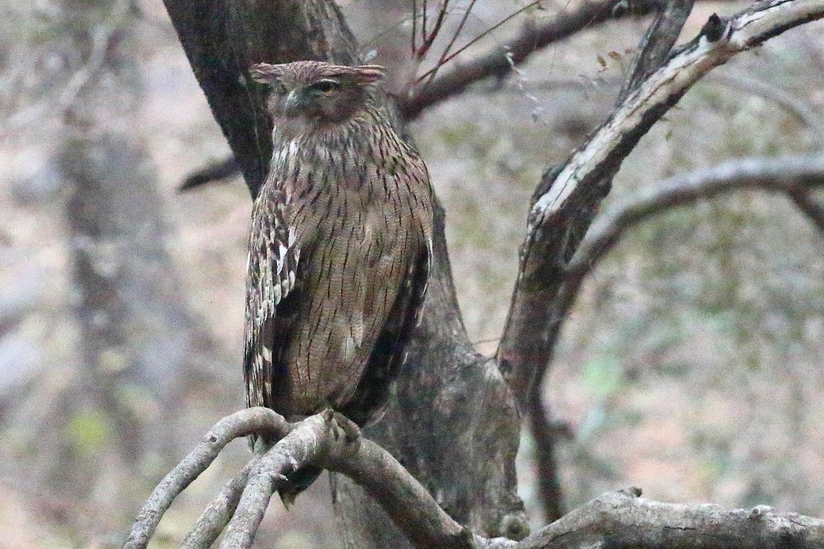 Brown Fish-Owl - Christopher Escott