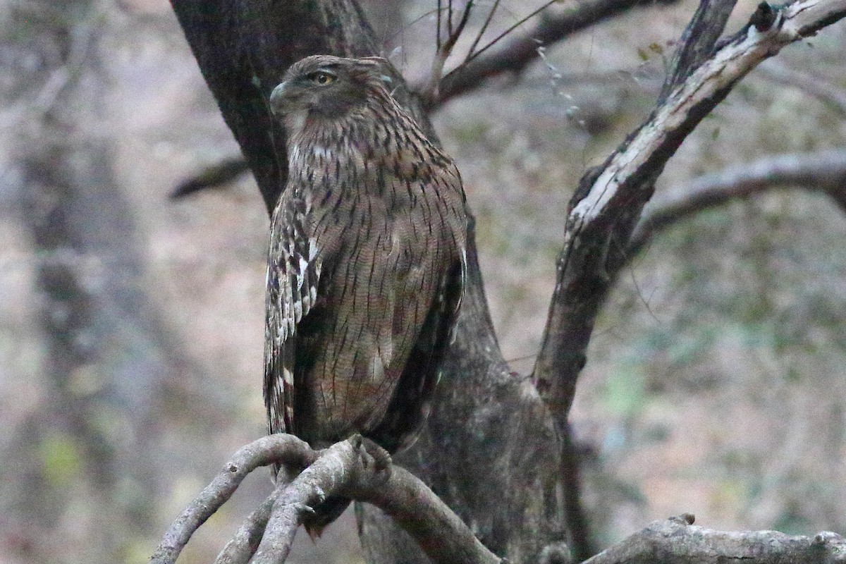 Brown Fish-Owl - Christopher Escott