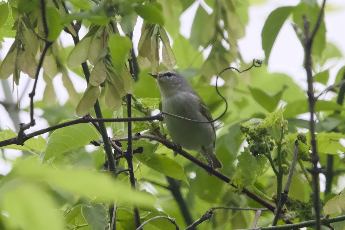 Tennessee Warbler - ML619181596