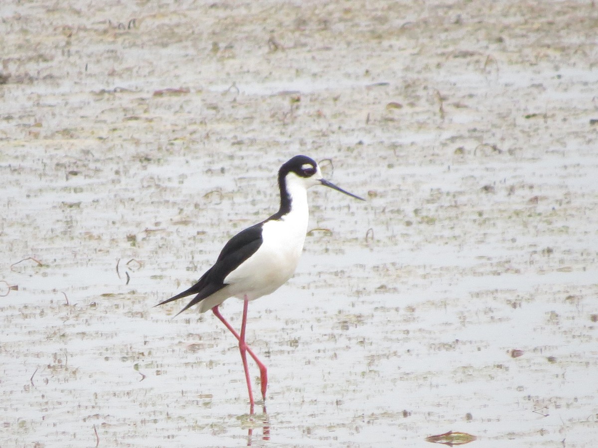 Black-necked Stilt - Jacqueline Vigilanti