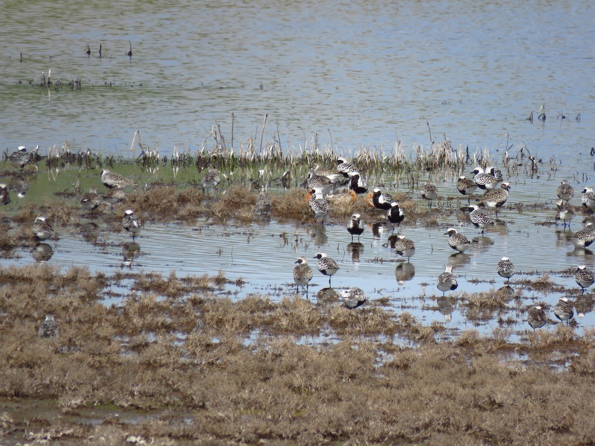 Black-bellied Plover - Ken Orich