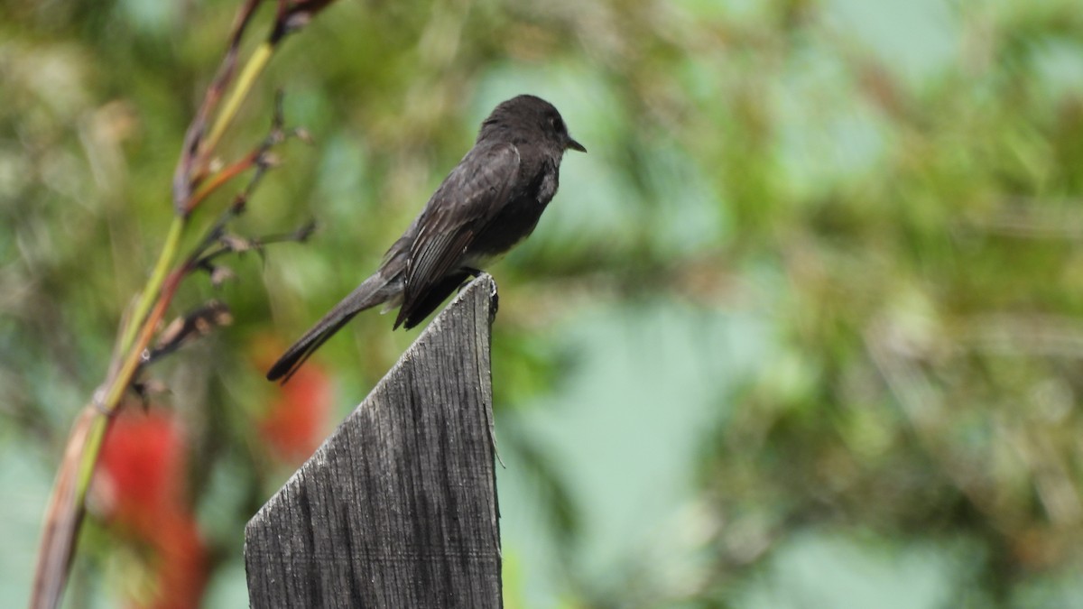 Black Phoebe - ML619181623