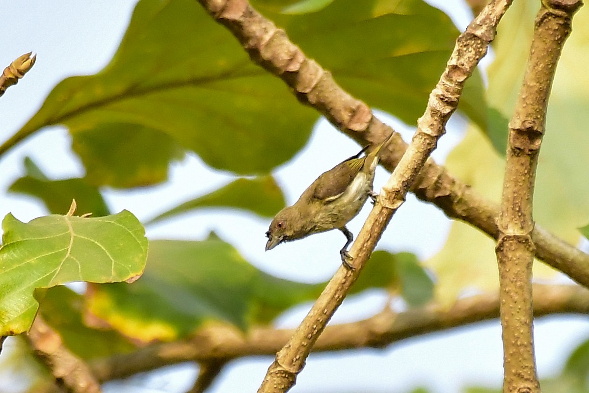 Thick-billed Flowerpecker - Sathish Ramamoorthy