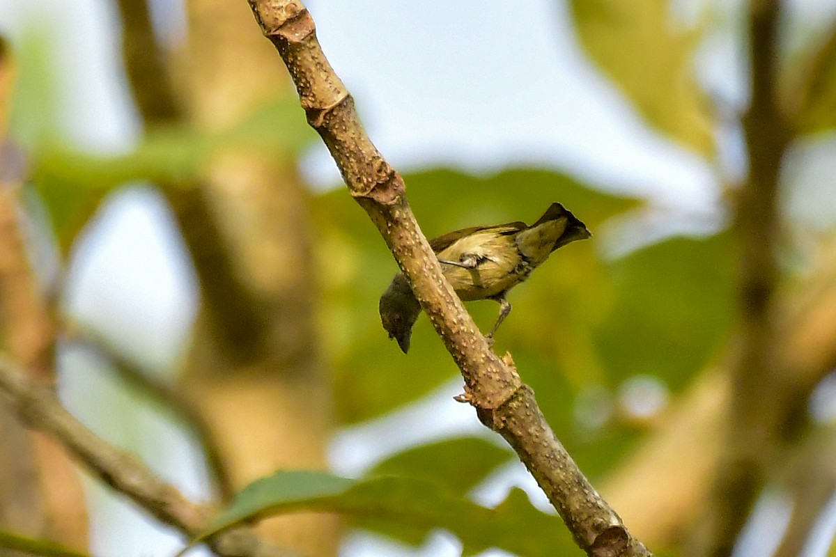 Thick-billed Flowerpecker - Sathish Ramamoorthy