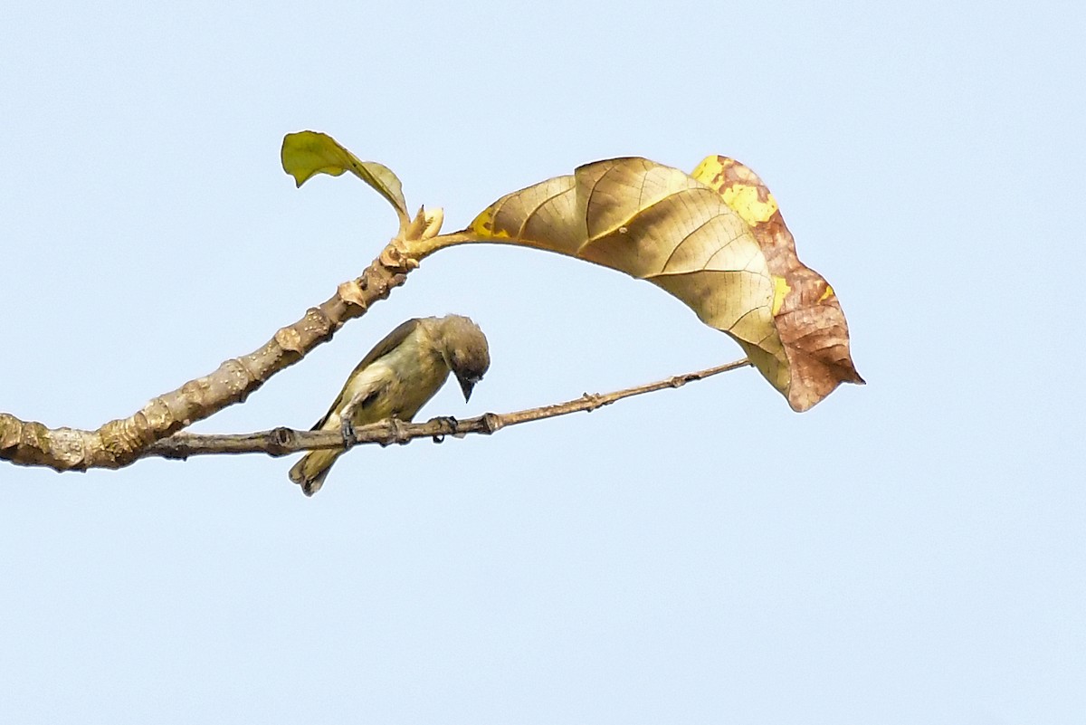 Thick-billed Flowerpecker - Sathish Ramamoorthy