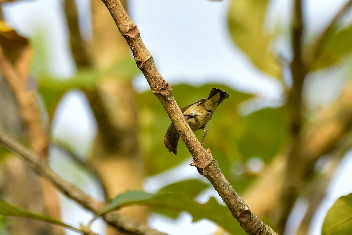 Thick-billed Flowerpecker - Sathish Ramamoorthy