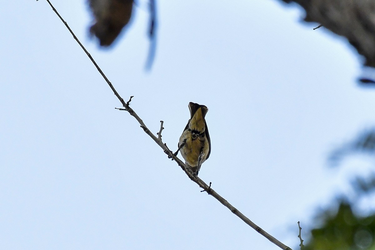 Thick-billed Flowerpecker - Sathish Ramamoorthy