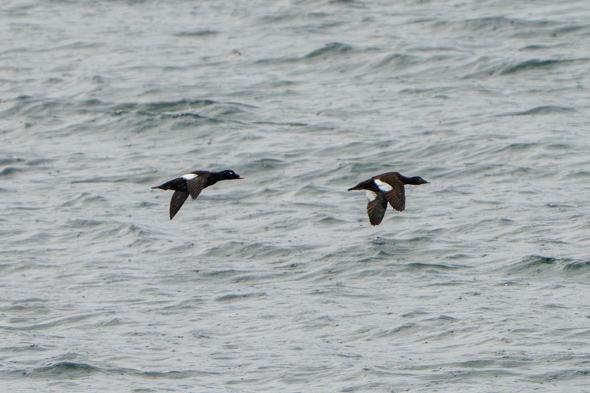 White-winged Scoter - Lisa Hansen