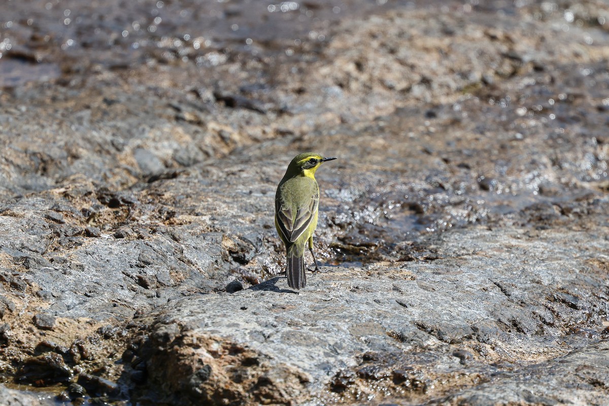 Eastern Yellow Wagtail - Shin Mun Cheol