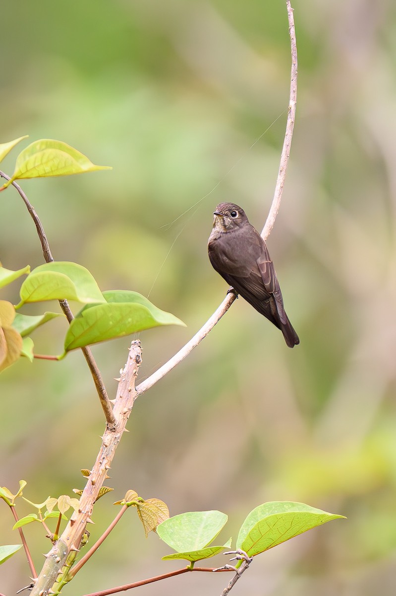 Dark-sided Flycatcher - Sudhir Paul