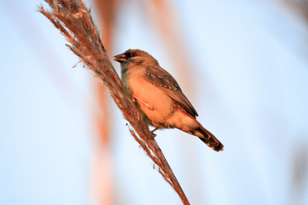 Red Avadavat - LALIT MOHAN BANSAL