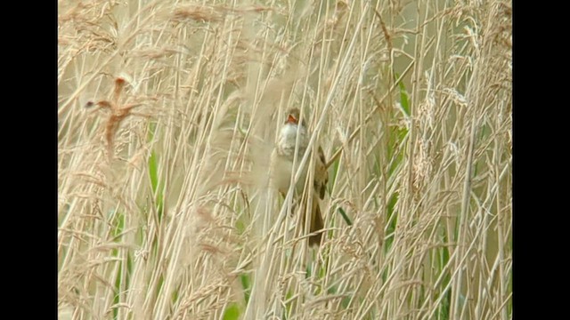 Great Reed Warbler - ML619181677