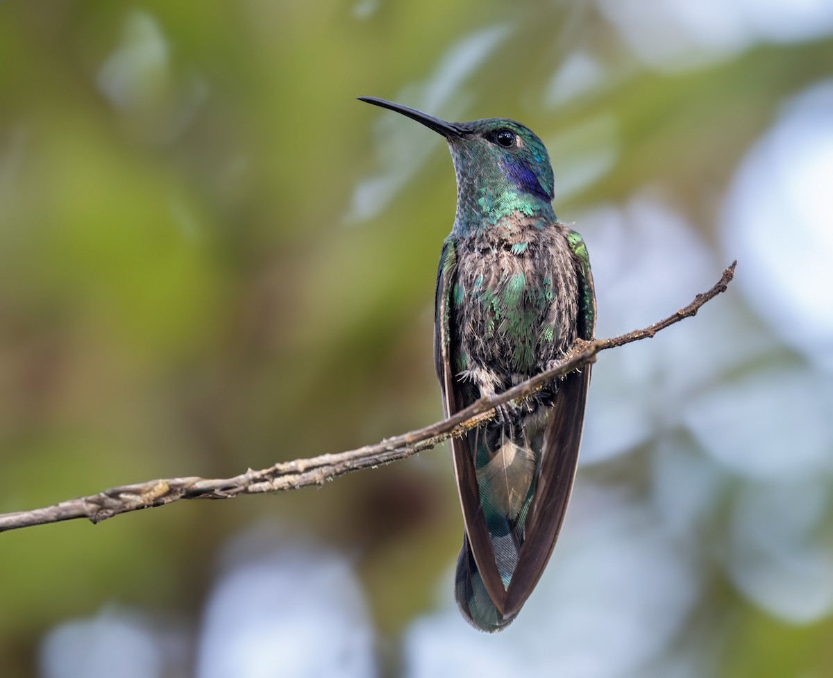 Зелоногрудый фиалкоух (cyanotus/crissalis) - ML619181690