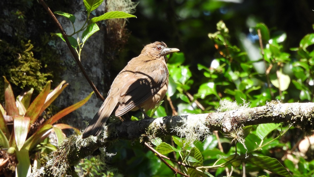 Clay-colored Thrush - ML619181694