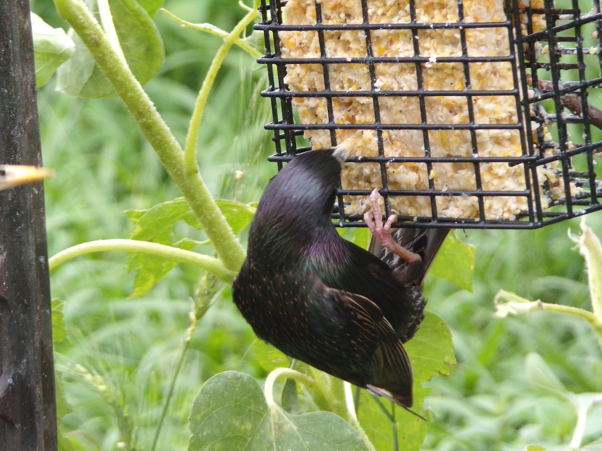 European Starling - Texas Bird Family