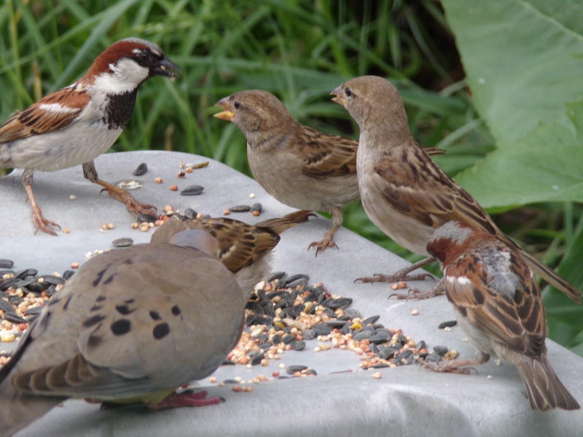 House Sparrow - Texas Bird Family