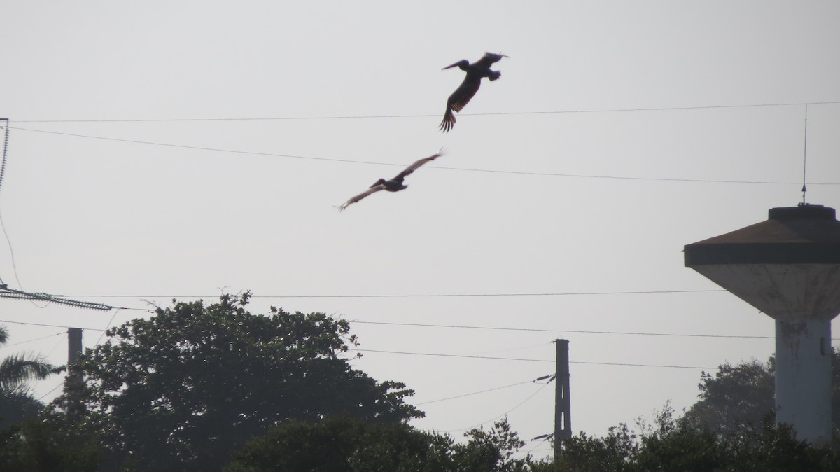 Brown Pelican - Delvis Toledo