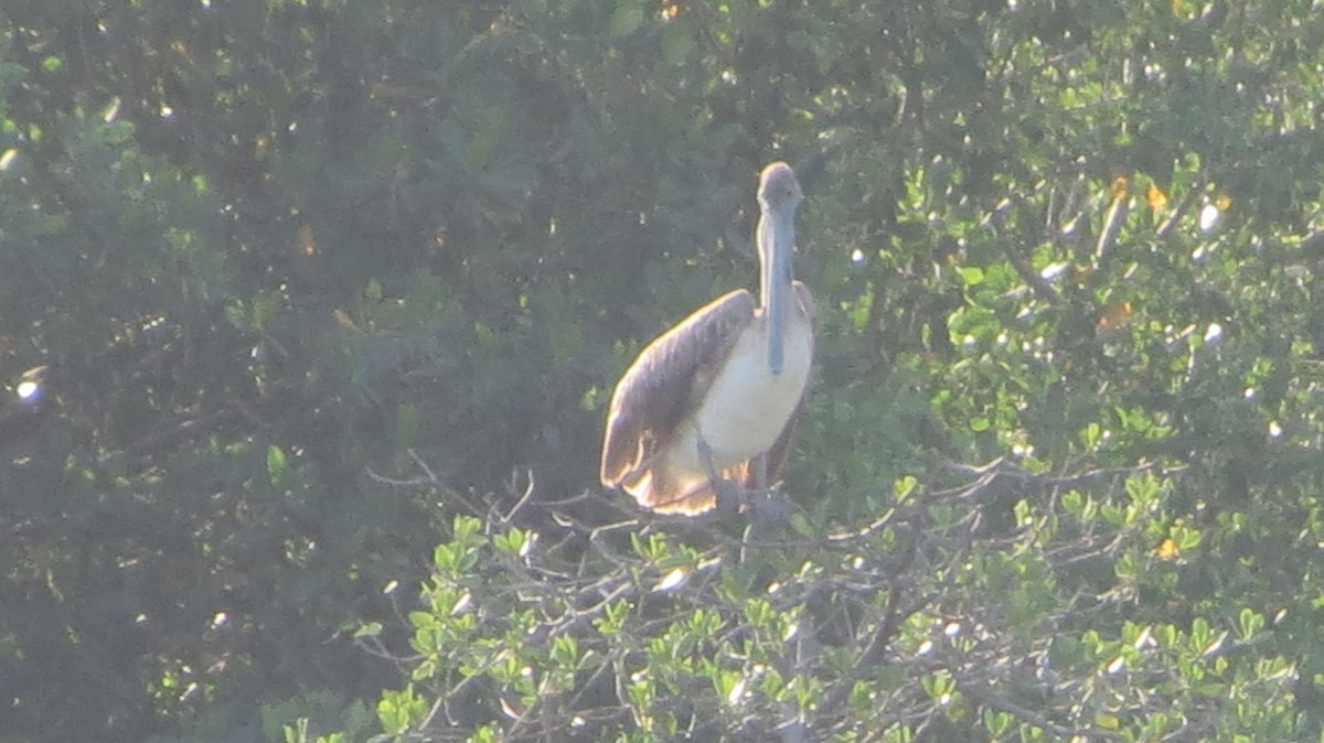 Brown Pelican - ML619181777