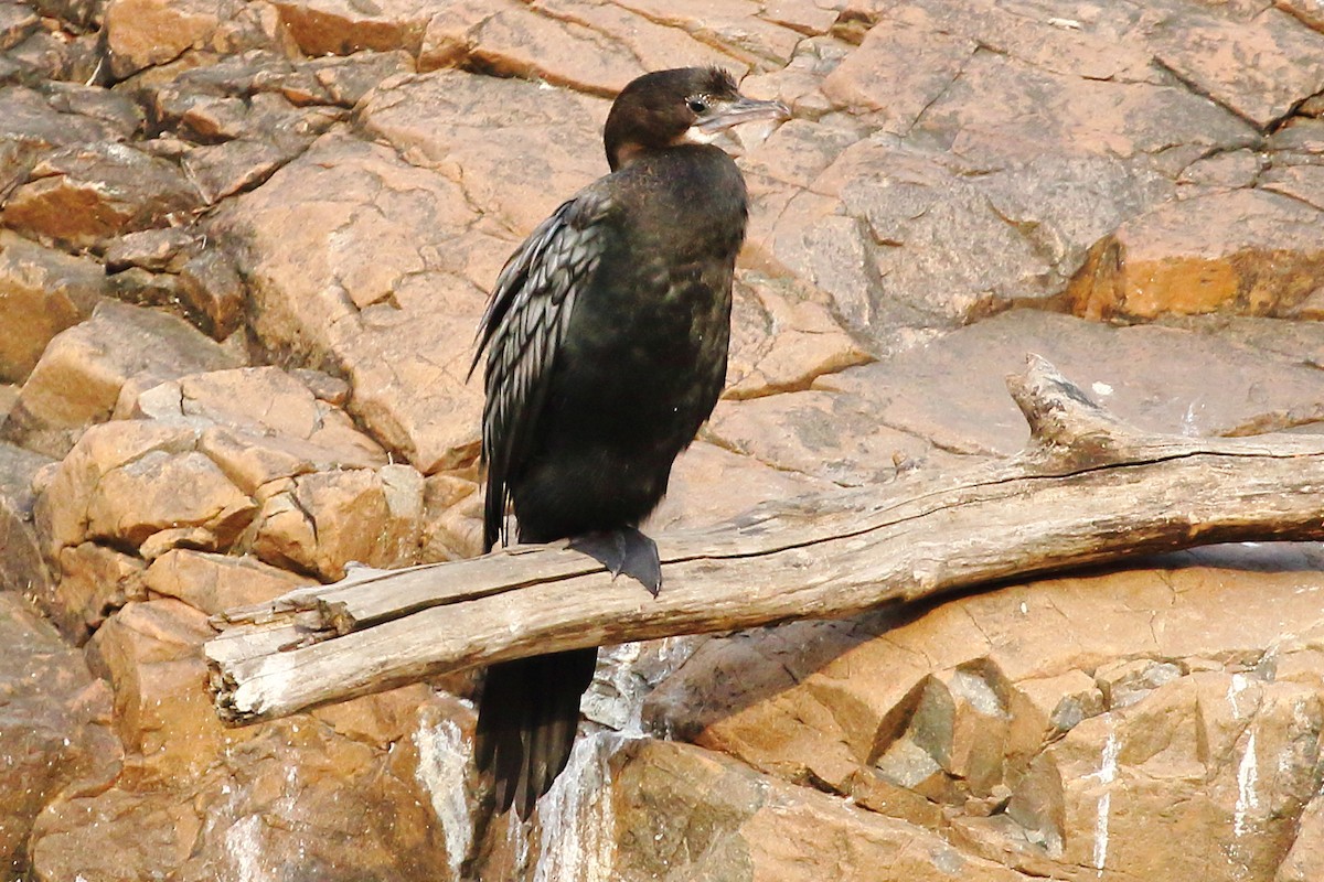 Little Cormorant - Christopher Escott