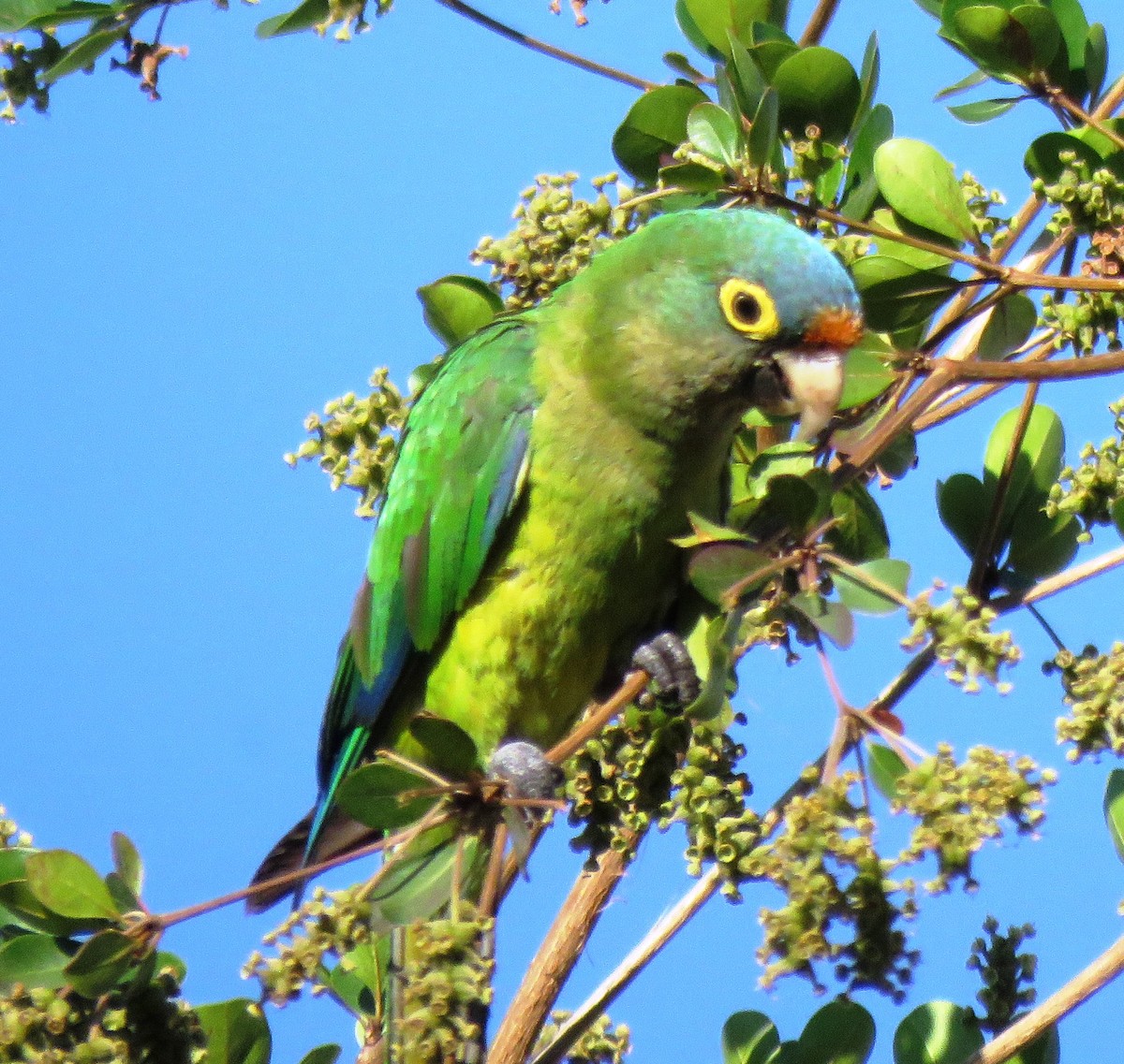 Orange-fronted Parakeet - ML619181788