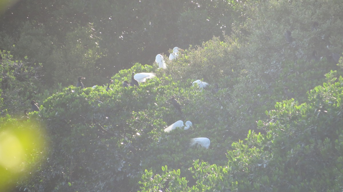 Western Cattle Egret - Delvis Toledo