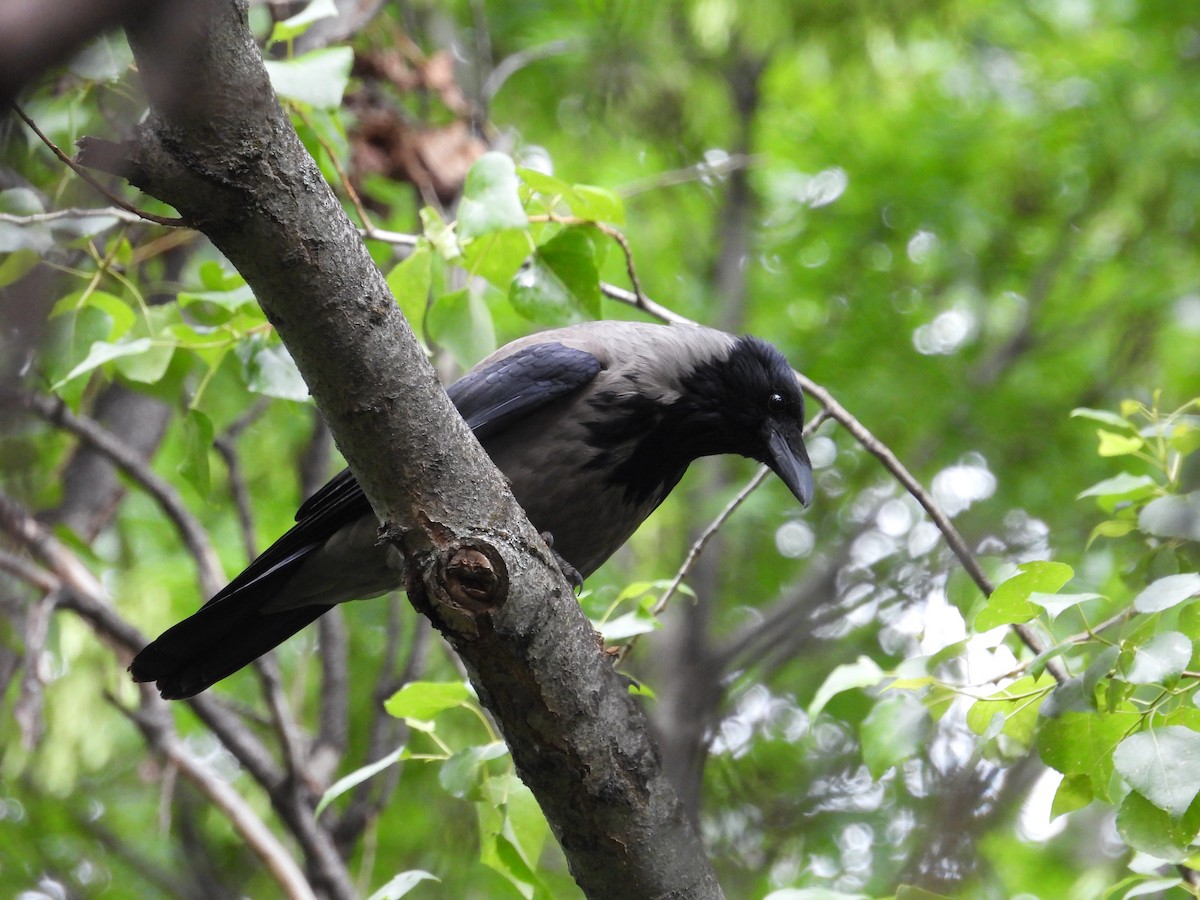 Hooded Crow - Murat Akkaya