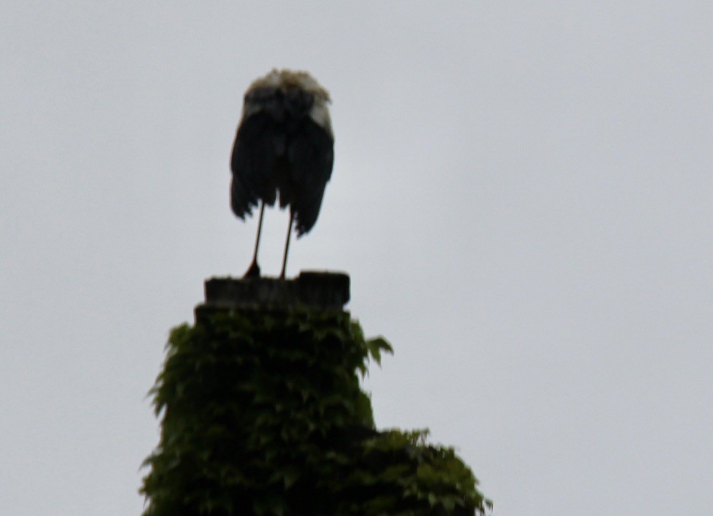 White Stork - ML619181817