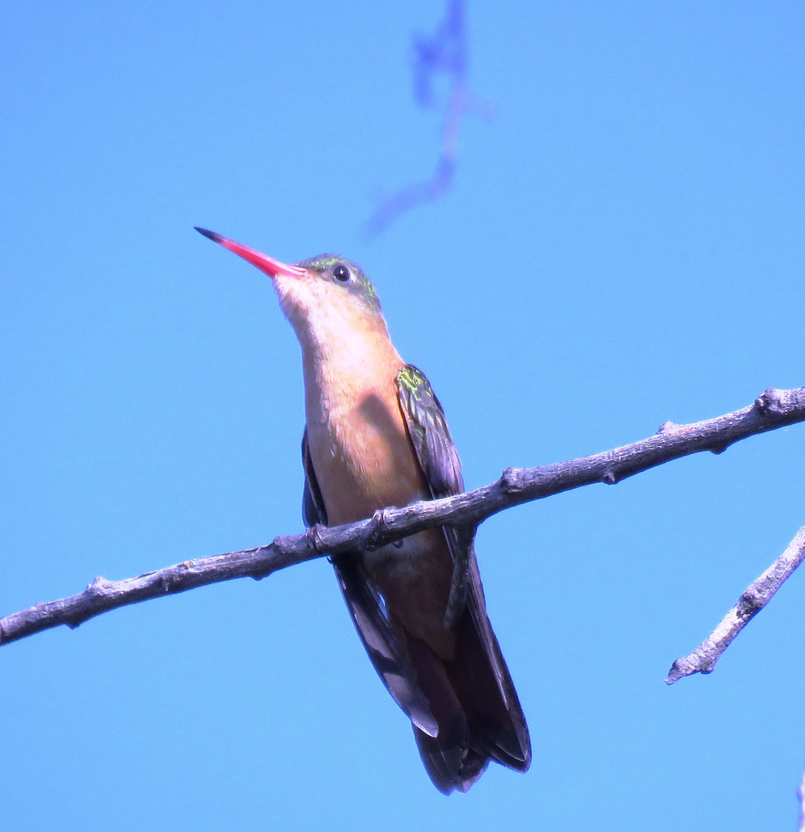 Cinnamon Hummingbird - ML619181855