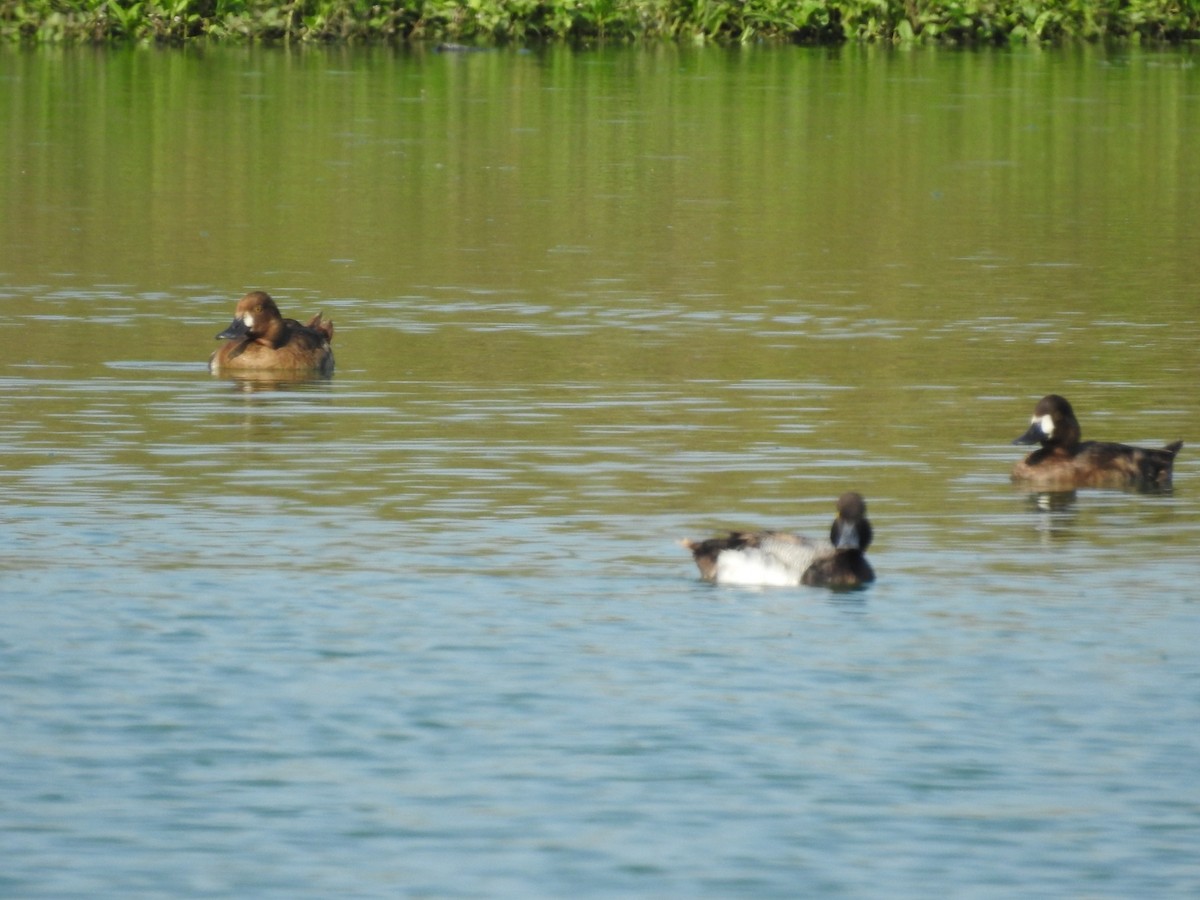 Lesser Scaup - ML619181858