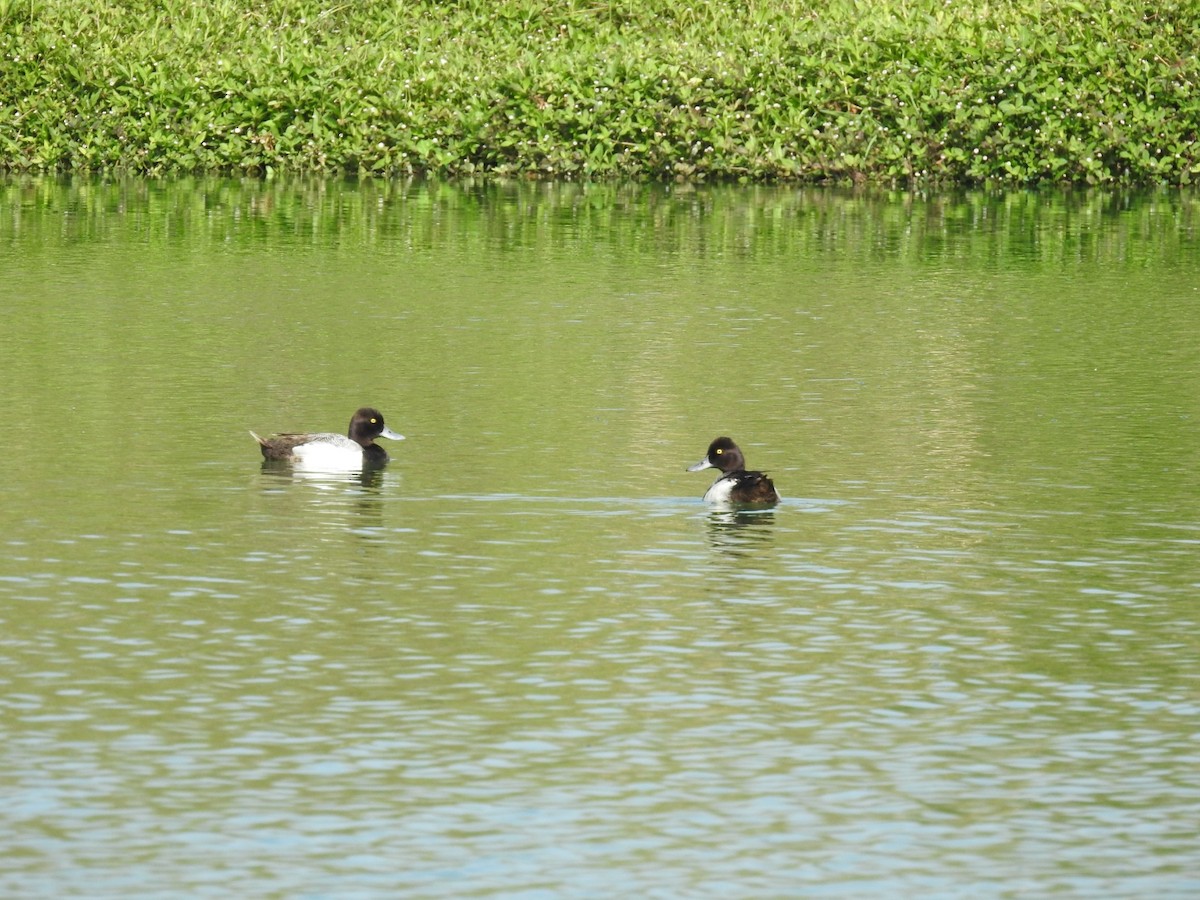 Lesser Scaup - ML619181859