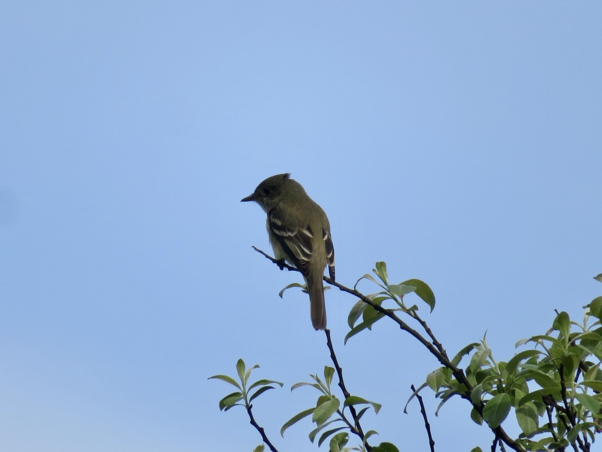 Alder Flycatcher - karl  schmidt