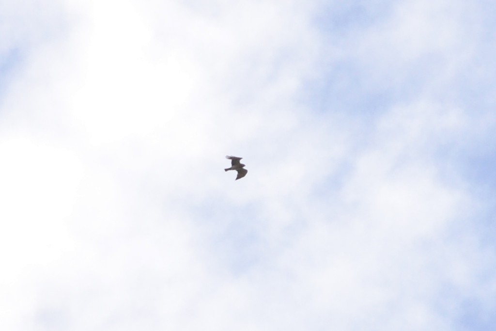 Short-toed Snake-Eagle - Paulo  Roncon