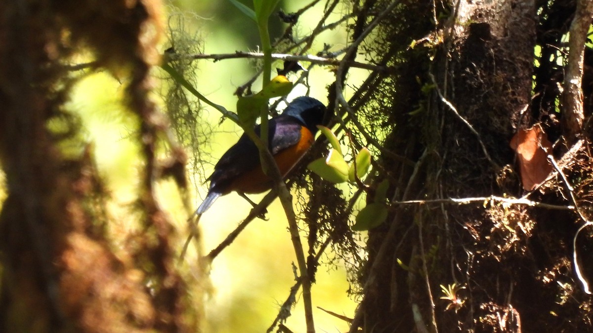 Elegant Euphonia - Karen Evans