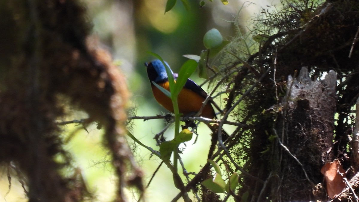 Elegant Euphonia - Karen Evans